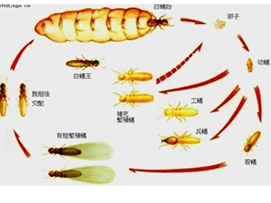 白云区防治白蚁中心告诉你白蚁危害分布在哪些地方