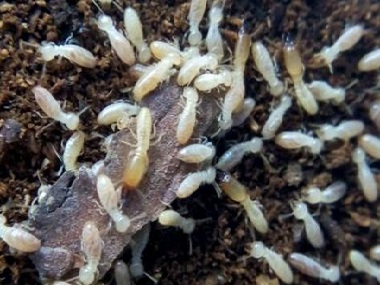 狮岭白蚁防治公司发现木制家具有白蚁怎么办