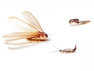广州白蚁验收公司——带翅膀的蚁是不是白蚁？