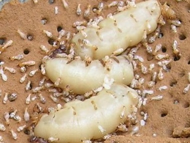 金沙洲预防白蚁站生活中的白蚁灭杀措施有哪些