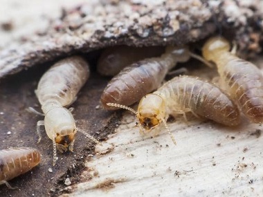 炭步白蚁防治专家发现白蚁危害应该怎样灭白蚁
