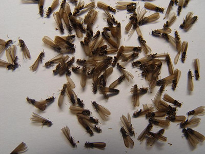 石井白蚁防治中心怎么判断室内黑色飞蚂蚁是不是白蚁