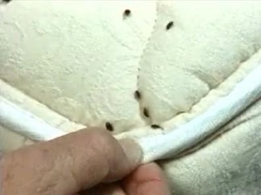 金沙洲四害消杀告诉你6个防治方法消灭臭虫