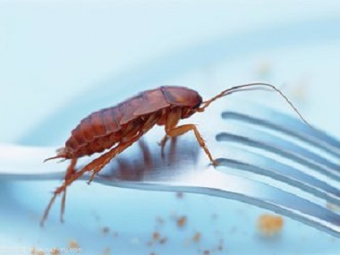 广州专业杀虫机构专业杀蟑螂公司教你蟑螂怎么消灭