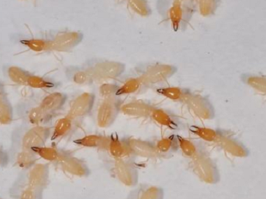 雅瑶杀灭白蚁一些较为常见且有效的白蚁灭治方法
