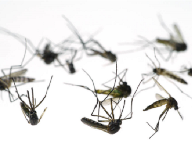 白云杀虫灭蚊——驱蚊子最有效的方法