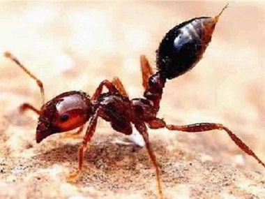 石井红火蚁备案公司如何彻底灭杀红蚂蚁