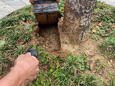 花都验收白蚁所园林绿化树木白蚁危害的防治方法