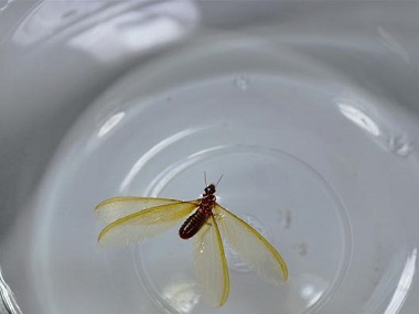 钟落潭白蚁灭治:有飞蚁(白蚁)跑进家里怎么办