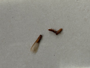 广州验收白蚁站白蚁分飞期是什么时候